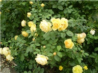 ada76d3e-Picture 2872.jpg